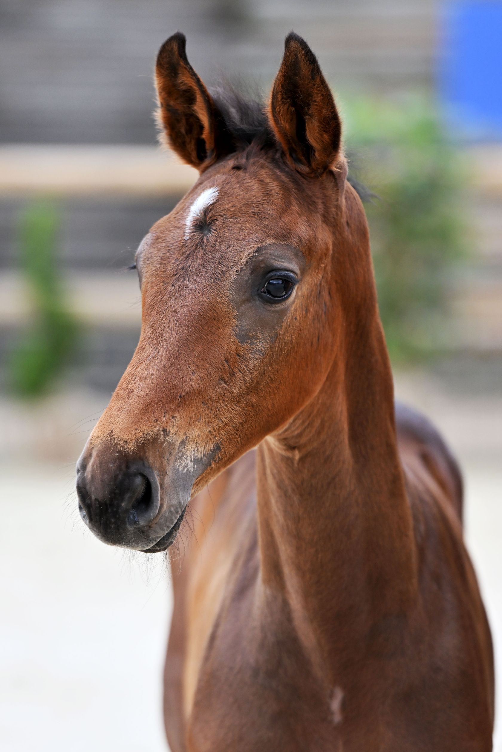 Cavallo horse top